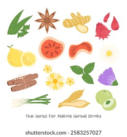  Thai herbs for making herbal drinks elements isolated on white background. Vector illustration.