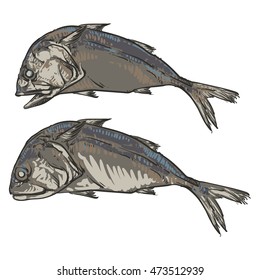 Thai mackerel on a white background. Vintage hand drawn vector illustration.
