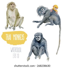 Thai monkeys. Vector watercolor illustration.