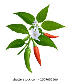 Thai paprika red and green fresh with leaves and chili flower realistic design, isolated on white background, Eps 10 vector illustration