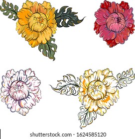 Thai peony flower isolated on white background.Peony tattoo and coloring books.Outline and coloring book beautiful Line art Hibiscus mutabili flower.