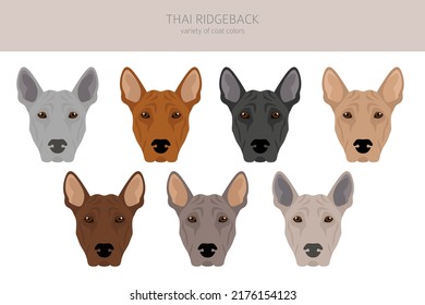 Thai Ridgeback Clipart Different Poses Coat Stock Vector (Royalty Free ...