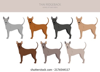 Thai Ridgeback clipart. Different poses, coat colors set.  Vector illustration