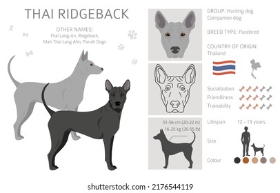 Thai Ridgeback clipart. Different poses, coat colors set.  Vector illustration