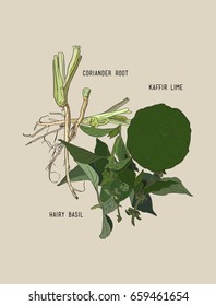 thai spices , ingredient set. corainder root , kaffir lime and basil ,sketch vector.