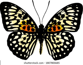 Vector tailandés de mariposa blanca sobre fondo blanco