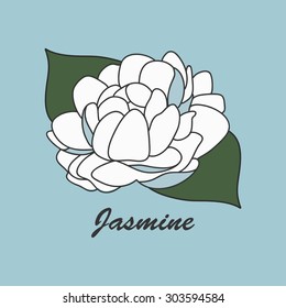 Thai White Jasmine Flower on blue background ,Vector Illustration
