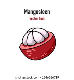 Thailand food, exotic fruit. Mangosteen isolated on white background. Vector illustration - eps.