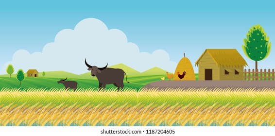 Thailand Rice or Paddy Field Background, Countryside Scene with Buffalo and Hut