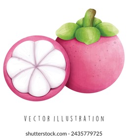 Thailand Travel Collection, Watercolor of mangosteen, Vector Illustration.