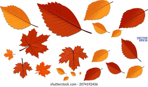 thaksgiving leaf fall collection new concept design