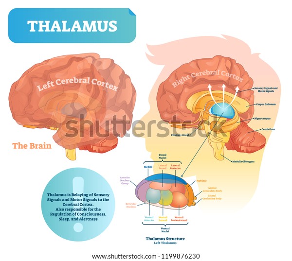 Thalamus vector\
illustration. Labeled medical diagram with brain structure.\
Educational scheme with isolated callosum, hippocampus, pituitary\
gland and medulla\
oblongata.