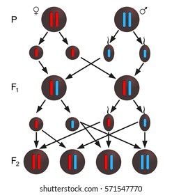 Thalassemia inheritance - described scheme. Medical icon set. 