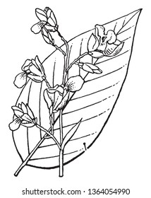 Thalia grows with pretty violet flowers. The leaves are ovate to lanceolate. It is a tall tree that grows in ponds and water, vintage line drawing or engraving illustration.