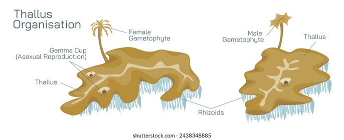 Thallus organizations are found in algae and fungi. The thallus is undifferentiated flat tissue. It ranges from simple filaments to complicated and unbranched tree like filaments vector illustration.