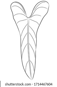 tHand drawn tropical leaf. Vector illustration. Coloring page. Can be used for pattern, print, logotype