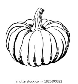 Thanksgiving and Halloween  Ink sketch pumpkin isolated on white background. Holiday symbol. Hand drawn vector illustration. outline doodle icon. textiles, banners, wallpapers, wrapping vector design