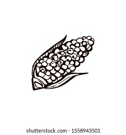 Thanksgiving hand drawn corn on white background. Vector illustration