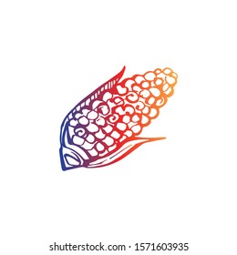 Thanksgiving hand drawn corn on white background. Gradient from orange and deep violet. Vector illustration