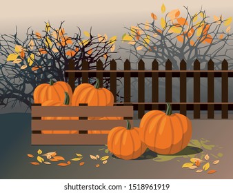 Thanksgiving - Ripe Pumpkins   in the harvest box. Vector Illustration