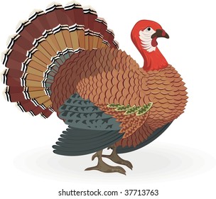thanksgiving turkey
