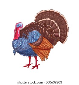 Thanksgiving turkey. Color sketch vector isolated turkey bird symbol for thanksgiving holiday celebration decoration design, greeting card, invitation