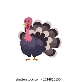 thanksgiving turkey vector illustration