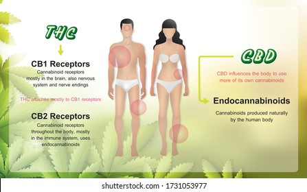 thc and cbd work in my body and CB1 CB2 receptor,how hemp can help your body benefits of cannabis infographic