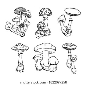 Thea mushrooms on the white background