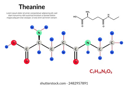 Theanine or L-theanine molecular structure formula, ball-and-stick model, suitable for education or chemistry science content. Vector illustration