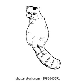 The-Exotic-Shorthair Cat Vektorgrafik auf schwarzem Hintergrund einzeln auf weißem Hintergrund