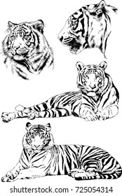 Theme of predators. Vector set of ink, hand drawn tigers. Can be used for tattoos or logos.