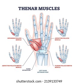 884 Adductor brevis Images, Stock Photos & Vectors | Shutterstock