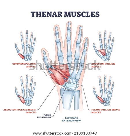 Thenar muscles for fingers movement with thumb and palm outline diagram. Labeled educational medical anatomy scheme with opponens pollicis, adductor, abductor brevis and flexor vector illustration.