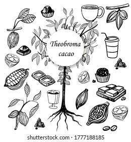 Theobroma cacao. The tree on which the cocoa fruits grow. Food products that are made from cocoa fruits. Chocolate, hot chocolate, candy.