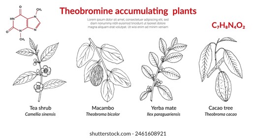 Plantas acumuladoras de teobromina, arbusto de té, macambo, cacao, yerba mate. Ilustración vectorial botánica dibujada a mano