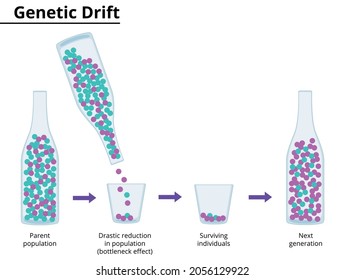 Theory Of Genetic Drift. Bottleneck Effect. Vector Illustration. Didactic Illustration.