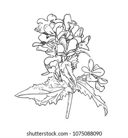 Therapeutic flowers (Medicago sativa, lucerne). Hand drawn vector illustration sketch of plant with leaves and flowers isolated on white background.