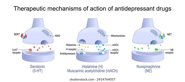 Therapeutic mechanisms of action of antidepressant drugs. Antidepressant blocks receptors and monoamine transporter proteins of Histamine, Muscarinic acetylcholine, Norepinephrine and Serotonin svg