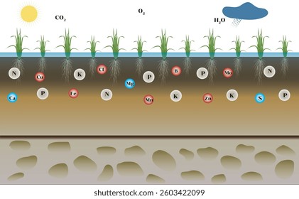 There are 16 nutrients that plants need for rice growth, of which 3 are obtained from air and water, and the other 13 must be absorbed from the soil.