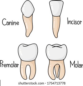 There 4 Types Teeth Oral Stock Vector (Royalty Free) 1754713778 ...