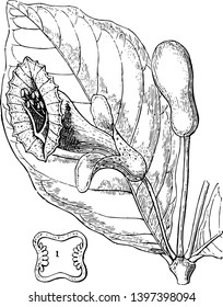 Hay grandes hojas en este marco. Y junto con eso hay una gran flor y un brote con su dibujo de líneas vintage o ilustración grabadora.