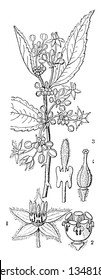 There are different part showing in picture as expanded flower 2 cup of stamens 3 abortive stamen 4 pistil, vintage line drawing or engraving illustration.