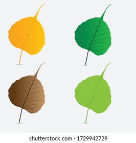 There are four types of Bodhi leaves that change over time.