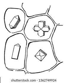 There is four types of onion magnified seen there. This part of onion base cell. Each cell is made up of different functions, vintage line drawing or engraving illustration.