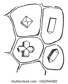 Hay cuatro tipos de cáscara de cebolla, se parecen a la adición de símbolos, el retraimiento, sobre etc, dibujo de línea vintage o ilustración de grabado.