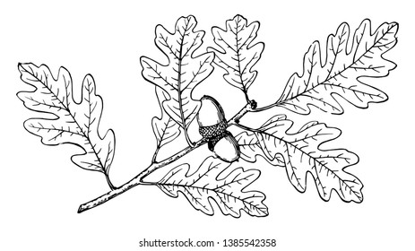 There is a fruits on branch of Gambel Oak. Also known as Quercus Gambelii. The branch of a Gambel Oak tree, native to the central southwestern United States and northwestern Mexico, vintage