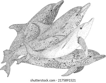 There is group of dolphin fishes