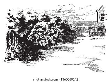 There is house and in front of the house is there big tree. The trunk of the tree is very strong and big and this is weeping tree, vintage line drawing or engraving illustration.