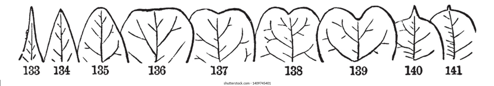 There are many types tip of leaves, there are attenuate ,acuate,cuspidate,obtuse,truncate,obcordate,emerginate ,attenute,acuminate etc, vintage line drawing or engraving illustration.